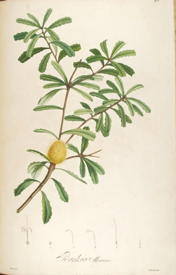 Banksia marcescens